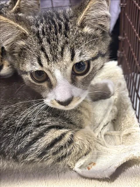 A baby small-sized male Domestic Short Hair cat named Chase for adoption in Chatsworth, CA