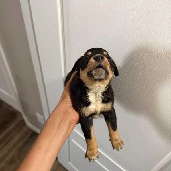 Harley