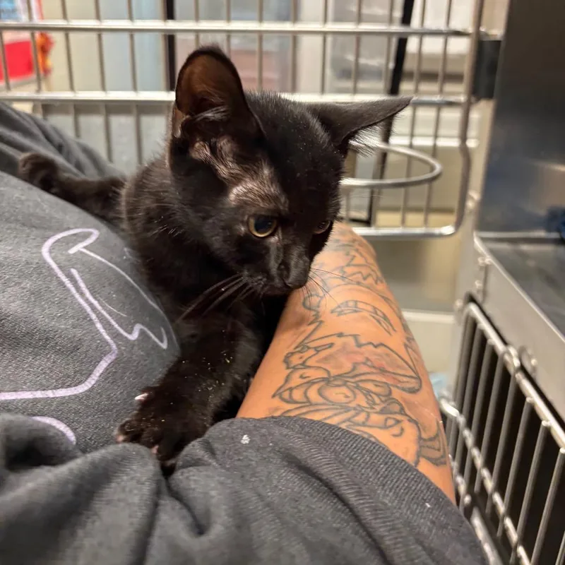 A baby small-sized female Black Domestic Short Hair cat named Kahlua for adoption in Columbus, GA