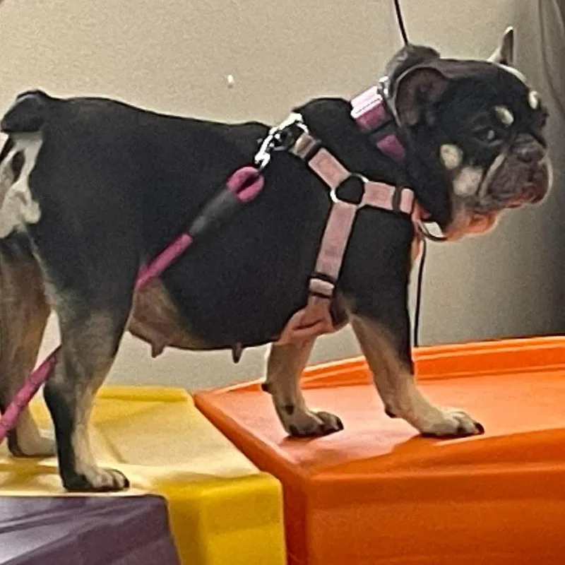 A senior small-sized female Apricot / Beige French Bulldog dog named Honey Bunches for adoption in Brockport, NY