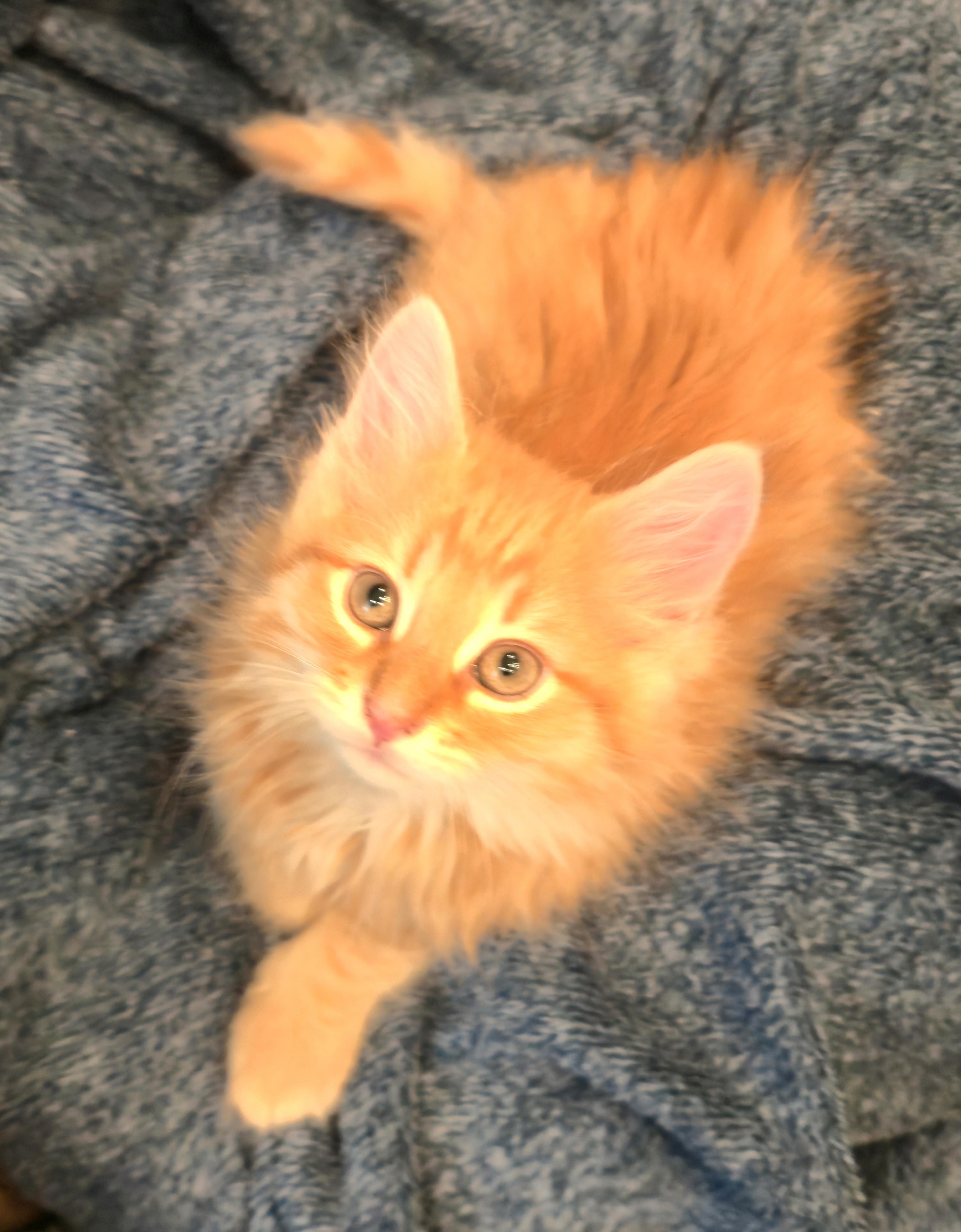 Munchkin thumbnail 2
