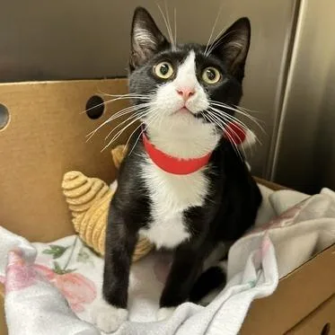 A baby medium-sized male Black Domestic Short Hair cat named Boom for adoption in Novelty, OH