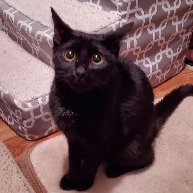 An adult medium-sized female Black Domestic Short Hair cat named Valentina for adoption in Hamburg, NY