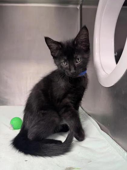 A baby small-sized male Domestic Short Hair cat named Crow for adoption in Shawano, WI
