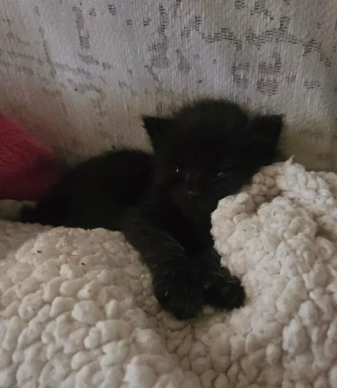 A baby small-sized male Black Bombay cat named Bindi for adoption in Anthem, AZ