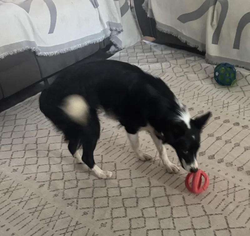 A young medium-sized female Border Collie dog named Fleur for adoption in Allen, TX