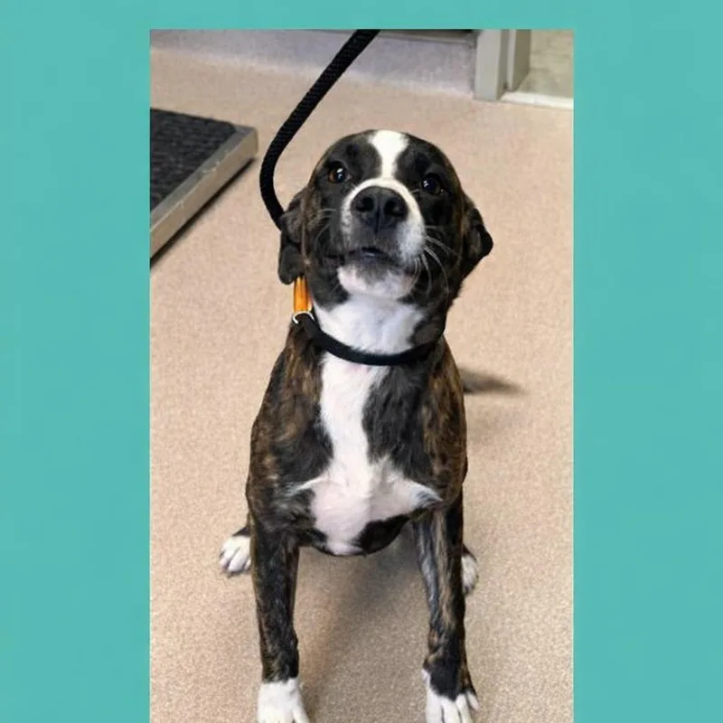 A young medium-sized male Brindle American Staffordshire Terrier dog named Omelet for adoption in Cumberland, RI
