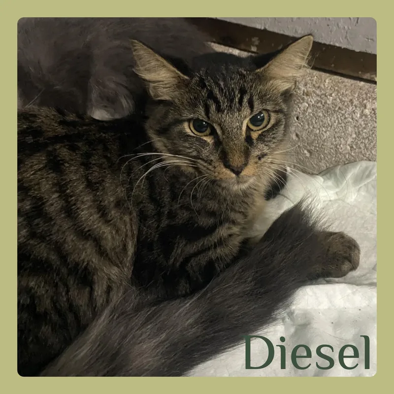 A baby medium-sized male Tabby cat named Diesel for adoption in Lawton, OK