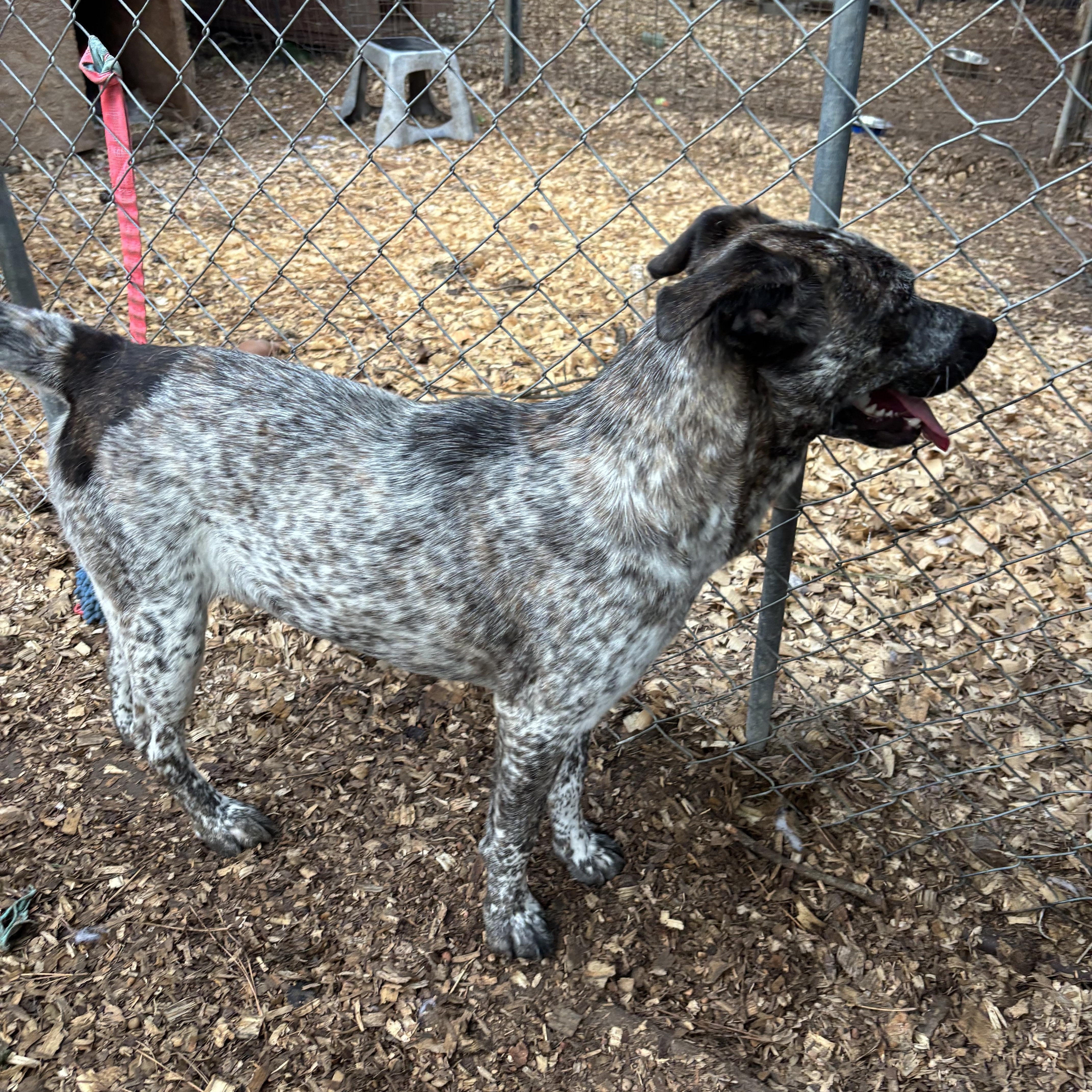 A baby medium-sized female Merle (Blue) Australian Cattle Dog / Blue Heeler dog named Aisling for adoption in Spring, TX