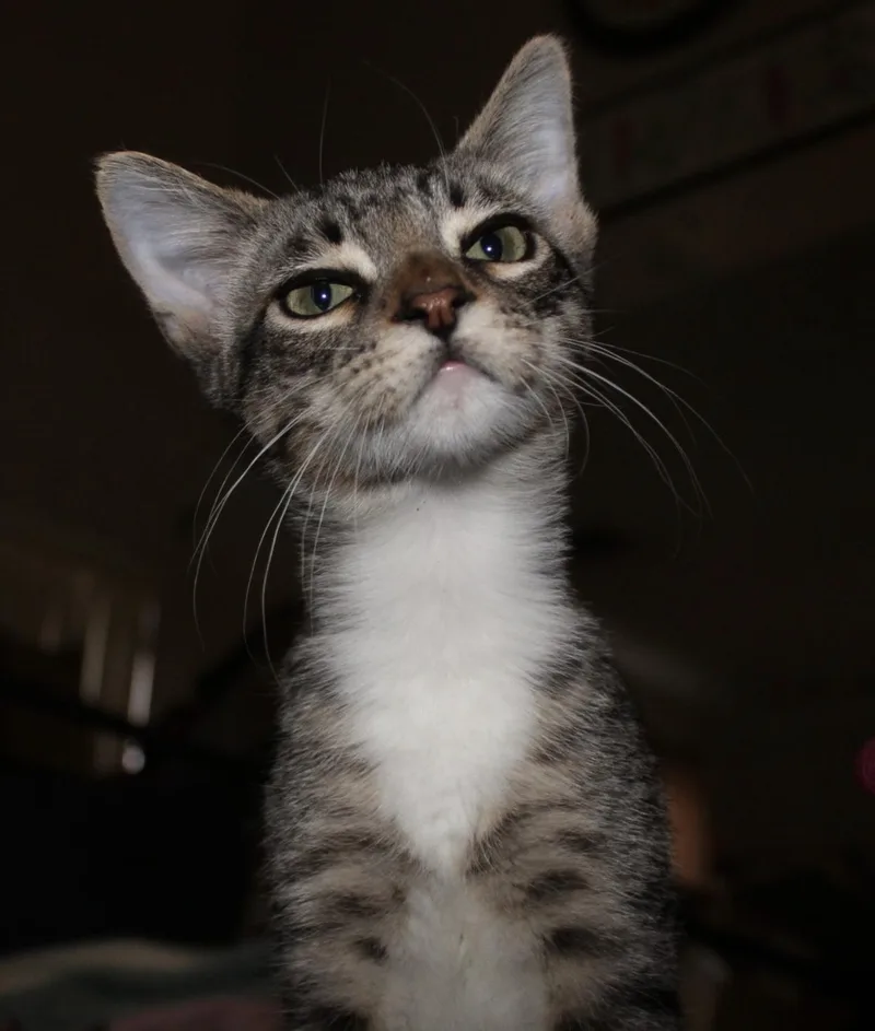 A baby medium-sized male Tabby (Gray / Blue / Silver) Domestic Short Hair cat named Bently Brother of for adoption in Spring Branch, TX