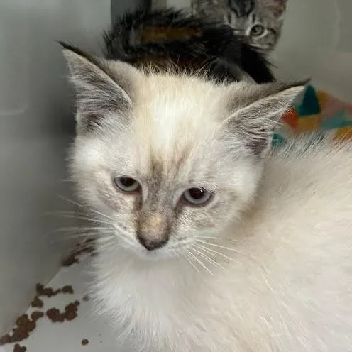A baby small-sized female Cream / Ivory Domestic Short Hair cat named Peanut Butter for adoption in Jeffersonville, IN