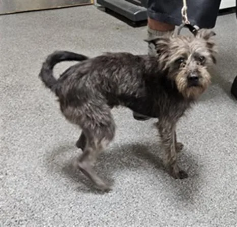 An adult medium-sized male Mixed Breed dog named Luca for adoption in Los Angeles, CA