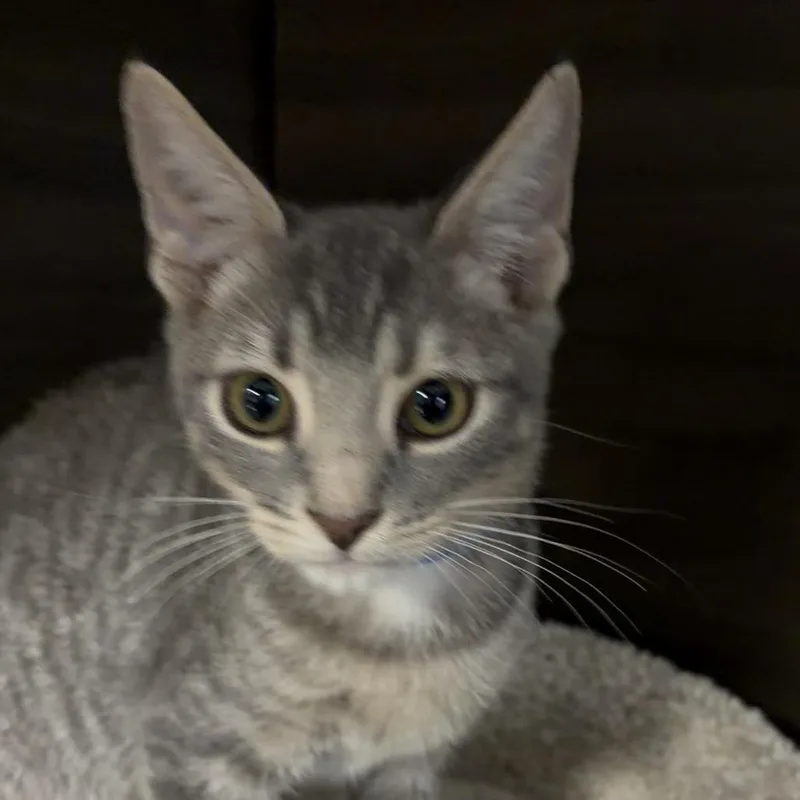 A baby small-sized male Gray / Blue / Silver Domestic Short Hair cat named Jesiah for adoption in Hamburg, NY