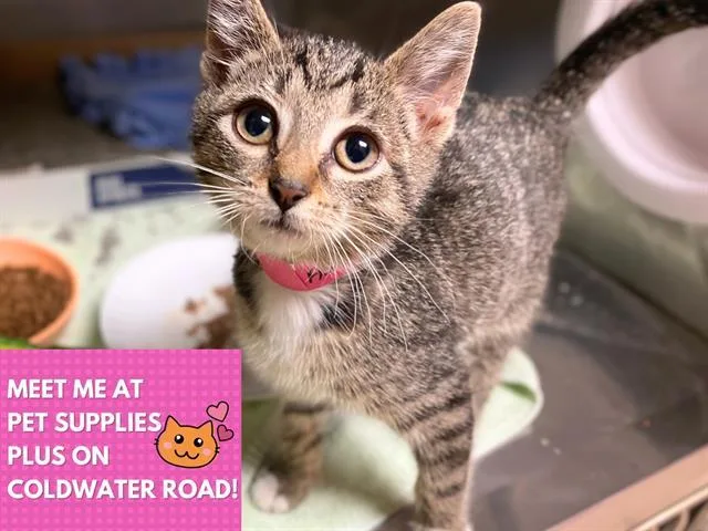 A baby small-sized female Domestic Short Hair cat named Brownie for adoption in Fort Wayne, IN