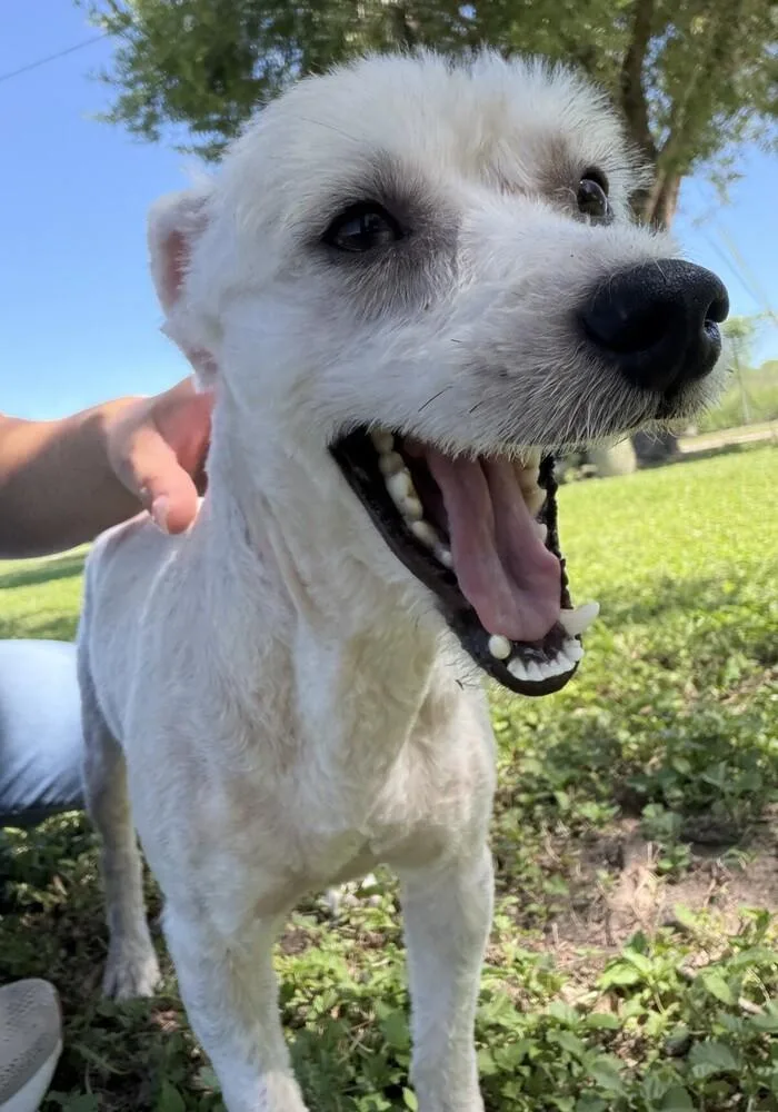 An adult small-sized male Poodle dog named Alvin for adoption in Dallas, TX