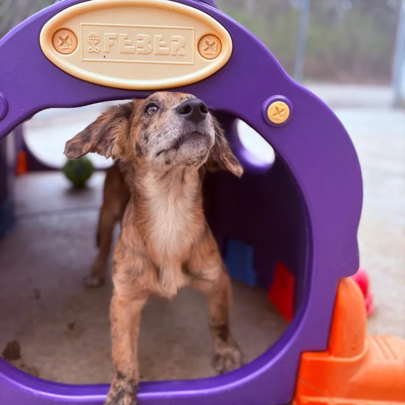 A baby medium-sized male Mixed Breed dog named Neo for adoption in Fenton, MI