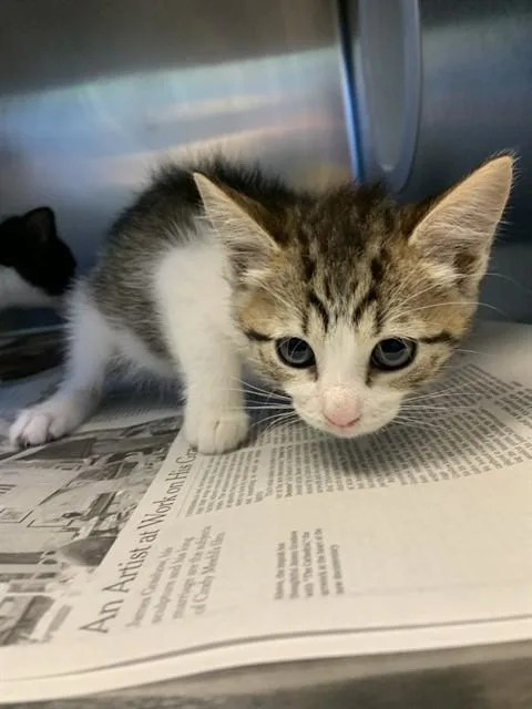 A baby small-sized female Domestic Short Hair cat named Pippa for adoption in San Jose, CA