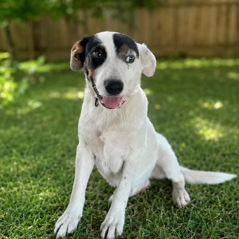 A young medium-sized female White / Cream Cattle Dog dog named Annabelle for adoption in Eufaula, AL