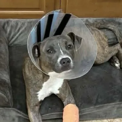 An adult medium-sized female American Staffordshire Terrier dog named Little Bit for adoption in Long Island City, NY