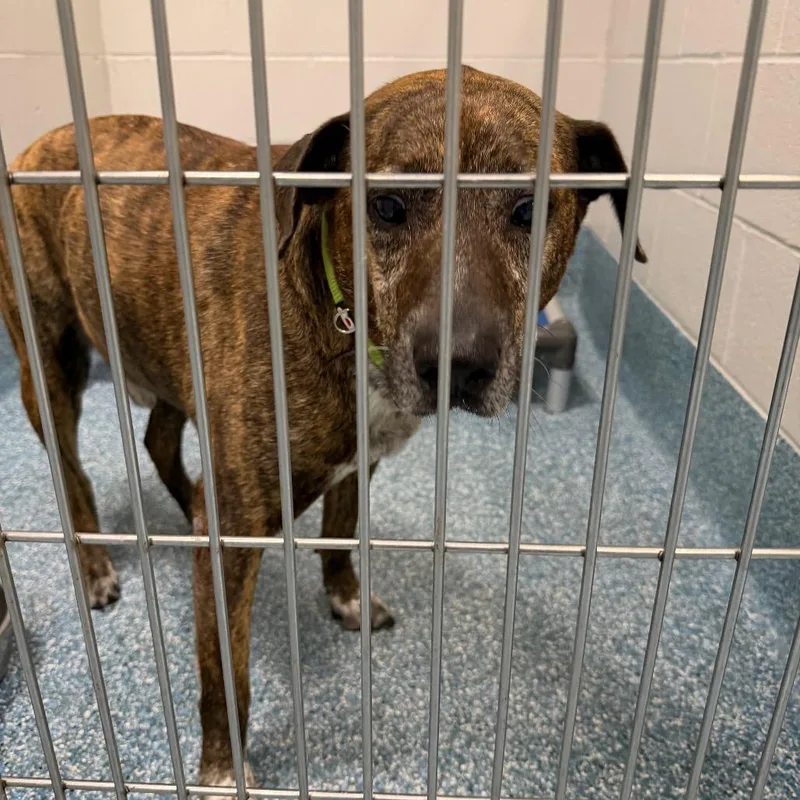 A senior medium-sized male Brindle Mixed Breed dog named Muddy Buddy for adoption in Greensboro, NC