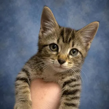 A young small-sized female Domestic Short Hair cat named Kelsey for adoption in Taylorsville, NC