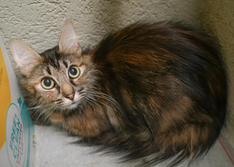 An adult medium-sized female Tabby (Brown / Chocolate) Domestic Long Hair cat named Meeps for adoption in Boise, ID