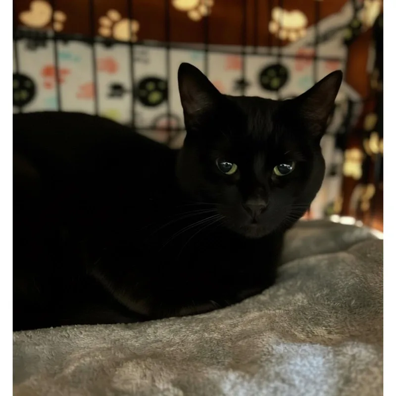 A young medium-sized male Black Domestic Short Hair cat named Jonathan for adoption in Blasdell, NY