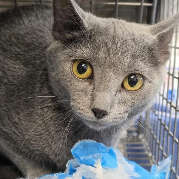 A baby small-sized female Domestic Short Hair cat named Kirk for adoption in Des Moines, IA