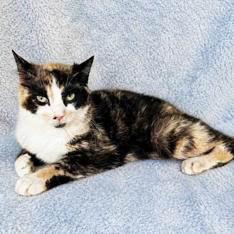 A young small-sized female Calico Domestic Short Hair cat named Mama Melody for adoption in Mount Juliet, TN