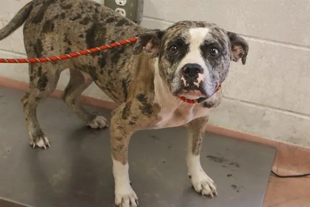An adult large-sized female Mixed Breed dog named Twinkle for adoption in Columbia, SC