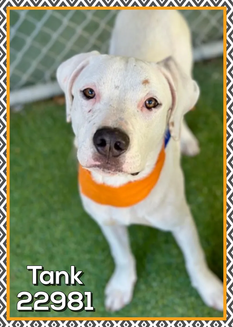 A baby medium-sized male American Bulldog dog named Tank for adoption in Marietta, GA