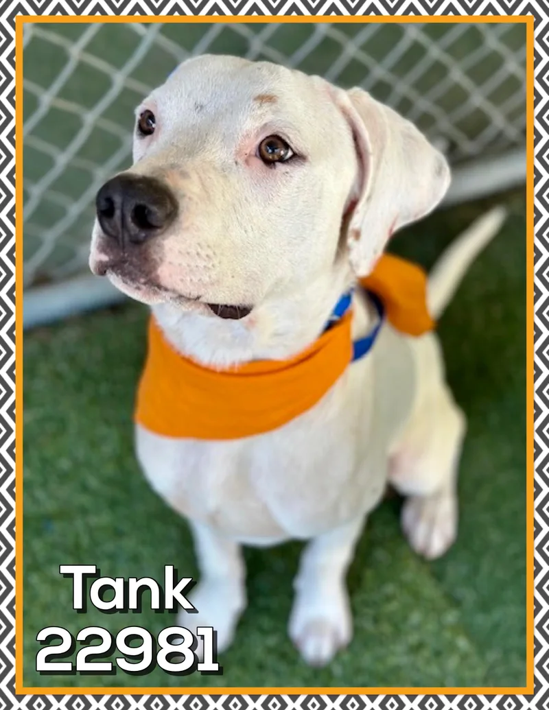 Tank thumbnail 5