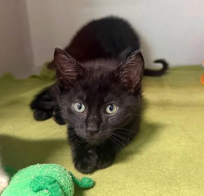 A baby small-sized female Domestic Short Hair cat named Pearl for adoption in Sacramento, CA