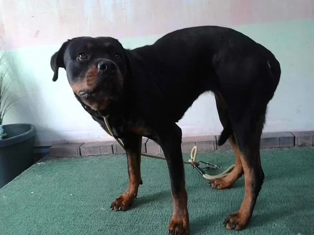 An adult large-sized female Rottweiler dog named Claire for adoption in Baldwin Park, CA
