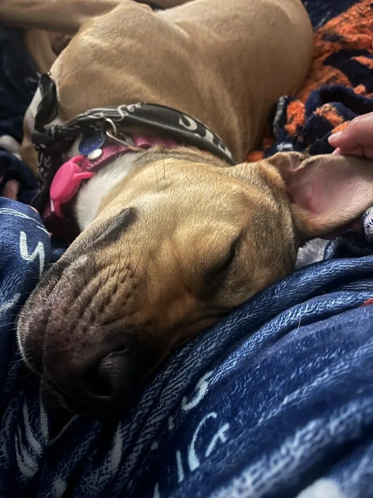 Tallulah thumbnail 2