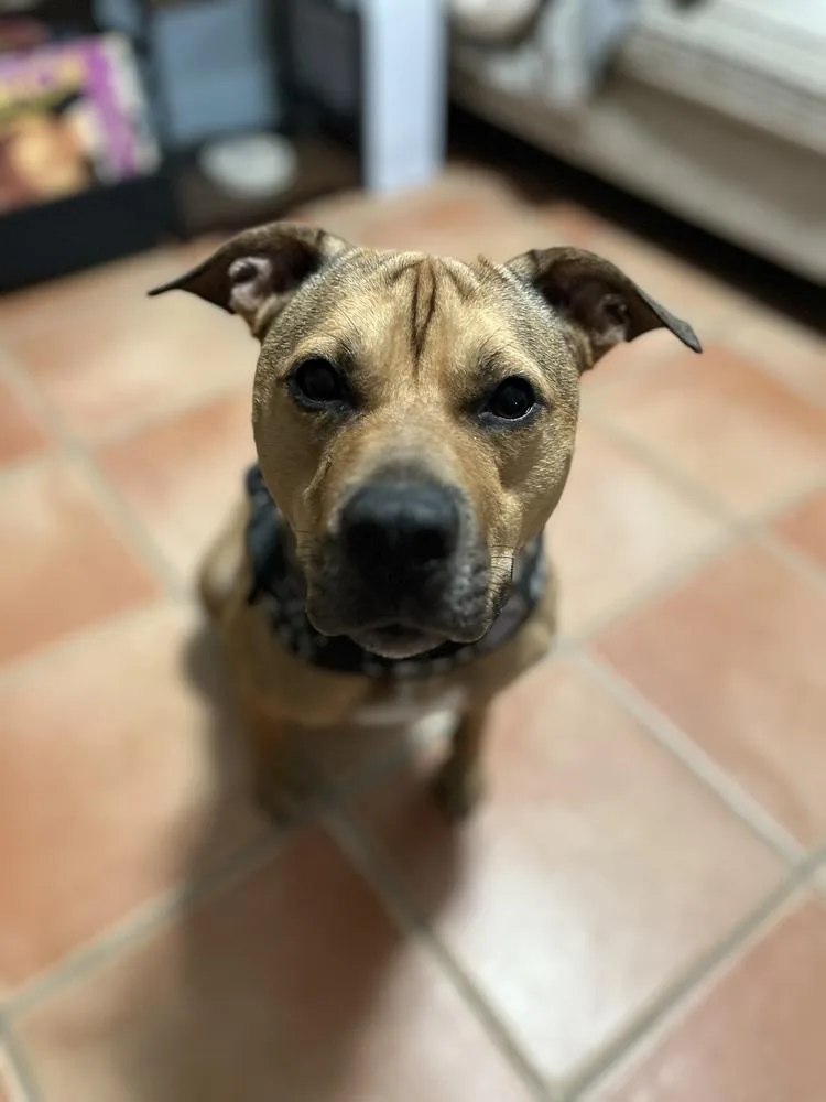 Tallulah thumbnail 4