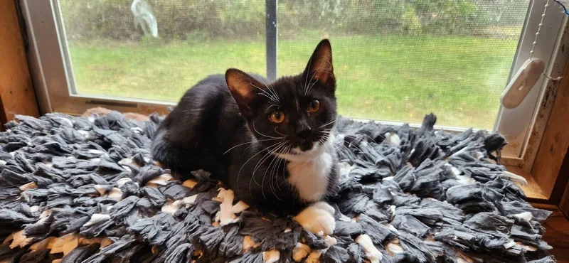 A young medium-sized female Black & White / Tuxedo Domestic Short Hair cat named Pixel for adoption in Belchertown, MA