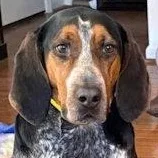A young large-sized female Bluetick Coonhound dog named River for adoption in Leawood, KS