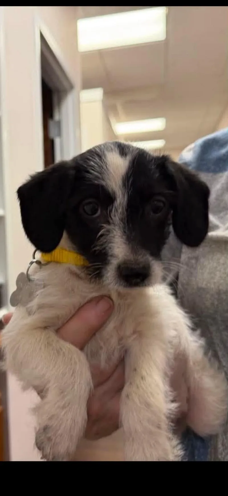 A baby small-sized female Terrier dog named Bebe for adoption in Holly Springs, NC