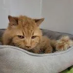 An adult medium-sized male Orange / Red Domestic Medium Hair cat named Harry Potter for adoption in Green Valley, AZ