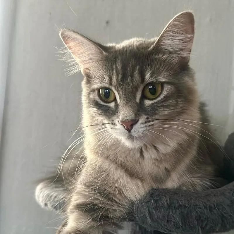 A young medium-sized female Gray / Blue / Silver Domestic Long Hair cat named Luna for adoption in Forest Park, IL