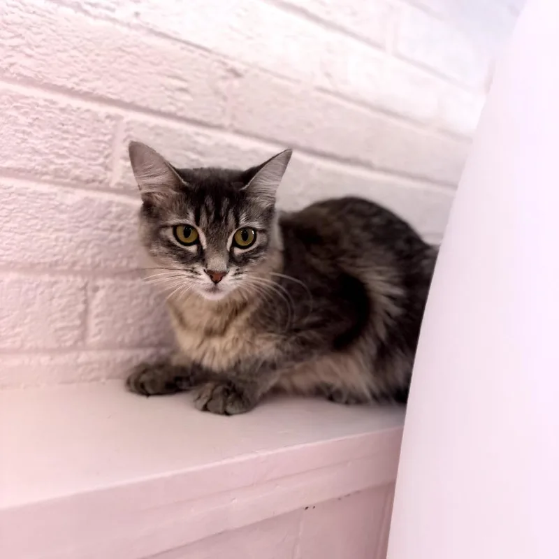 Luna thumbnail 2