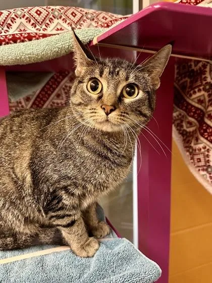 An adult medium-sized female Buff / Tan / Fawn Domestic Short Hair cat named Tonya for adoption in Wichita, KS
