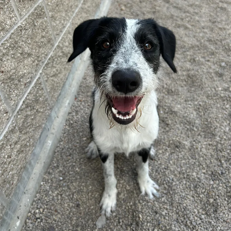 A young medium-sized male Black Australian Cattle Dog / Blue Heeler dog named Koah for adoption in Lindon, UT