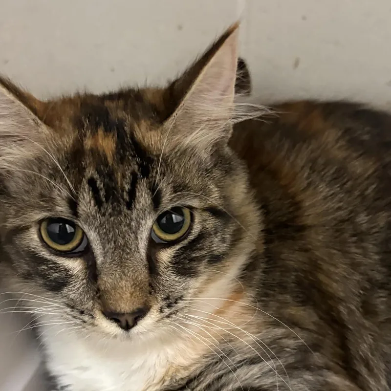 A baby medium-sized female Domestic Medium Hair cat named Marble for adoption in Buellton, CA
