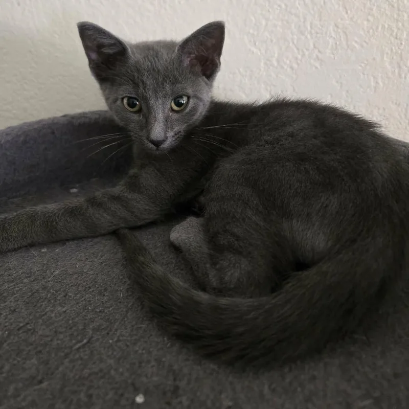 A baby small-sized male Gray / Blue / Silver Domestic Short Hair cat named Slate for adoption in Titusville, FL