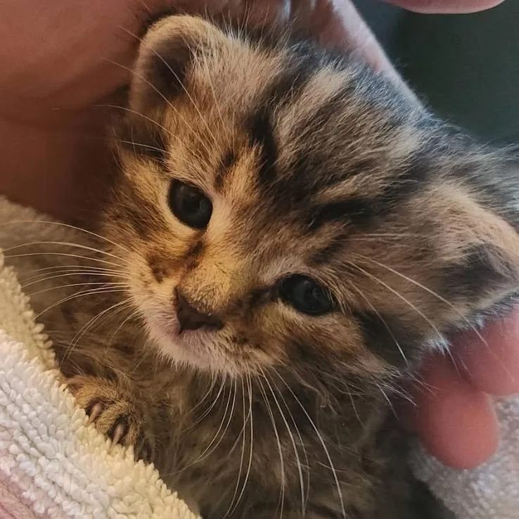 A baby small-sized male Brown / Chocolate Domestic Short Hair cat named Stanley for adoption in Mount Vernon, IN