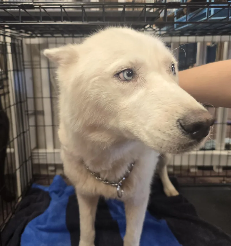 An adult medium-sized male Siberian Husky dog named Ozzy for adoption in Lawrenceville, GA