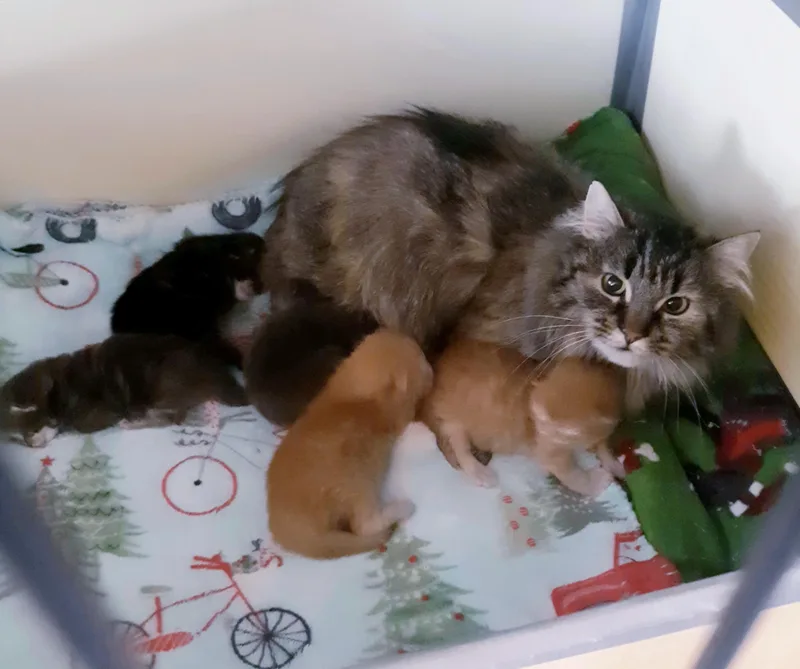 A baby small-sized female Domestic Medium Hair cat named Sylvie for adoption in Buhl, ID