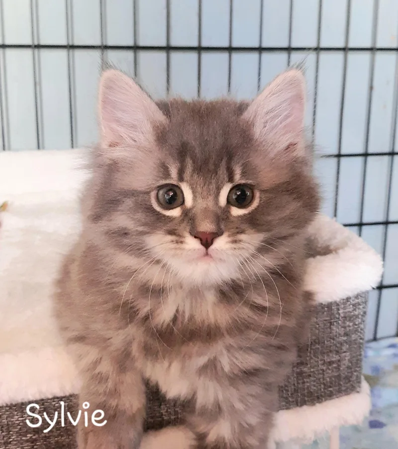 Sylvie thumbnail 3
